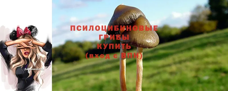 Псилоцибиновые грибы Magic Shrooms  гидра ССЫЛКА  Баксан 